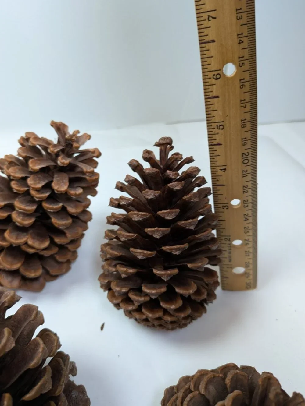 Natural Pine Cones Lot of 17 Assorted 3-4